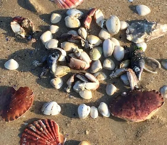 Ferienhaus Les Volets Bleus-charmante Maison Entierement Equipee Face A La Pour 2 A 6 Personnes *